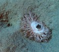 /album/fotogalerie-20161/house-reef-5-jpg/